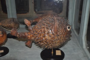 The Palazzo Poggi Museum at the University of Bologna showcases why the university is often called the "mother of all universities." Here is a preserved fish, one of many unusual natural specimens from the collection of Ulisse Aldrovandi (1522-1605), the founder of modern natural history