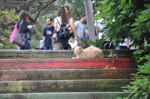 Stray cats strutting at Boğaziçi University.